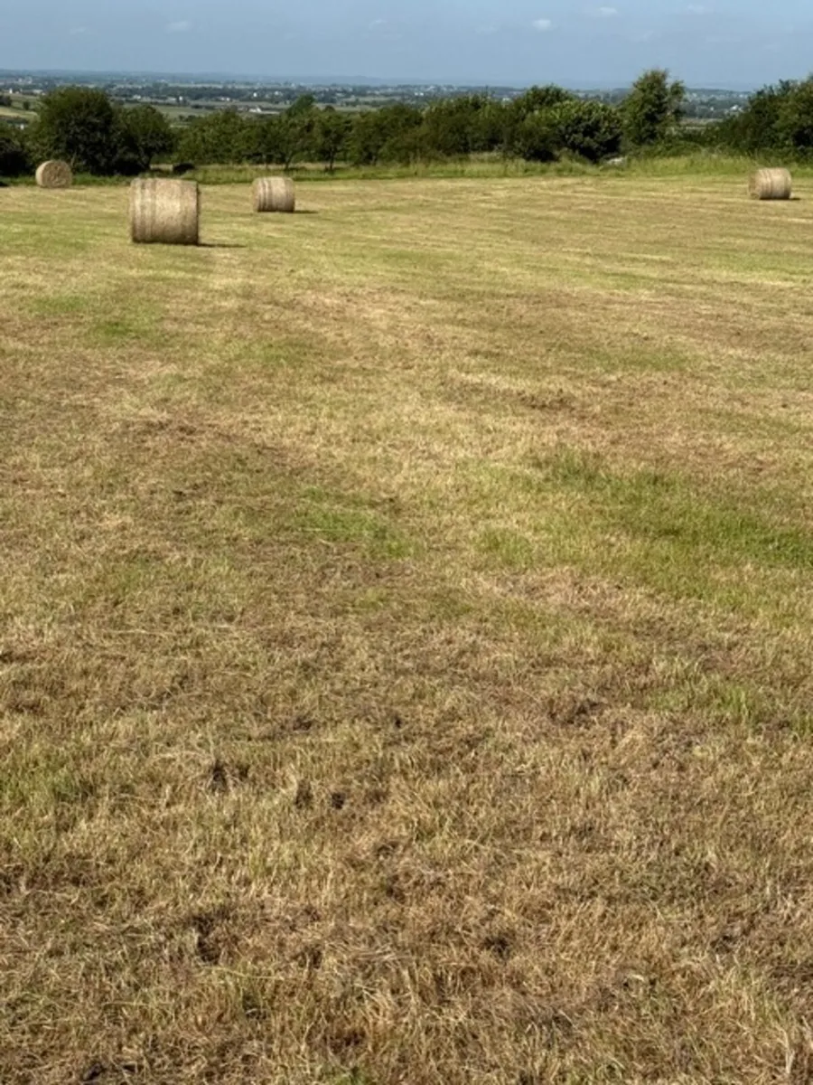 Hay - Image 3