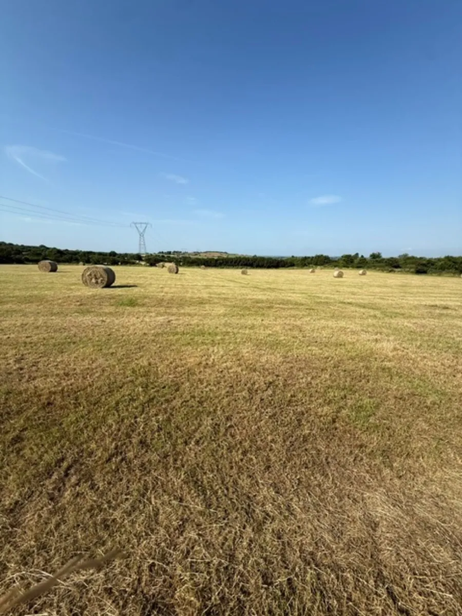 Hay - Image 4