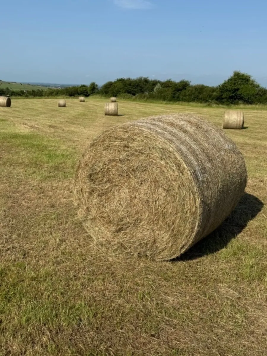Hay - Image 1