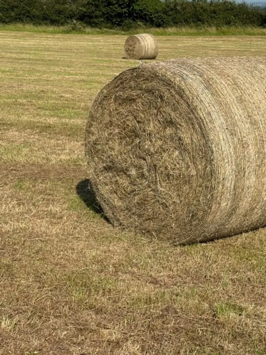 Hay - Image 2