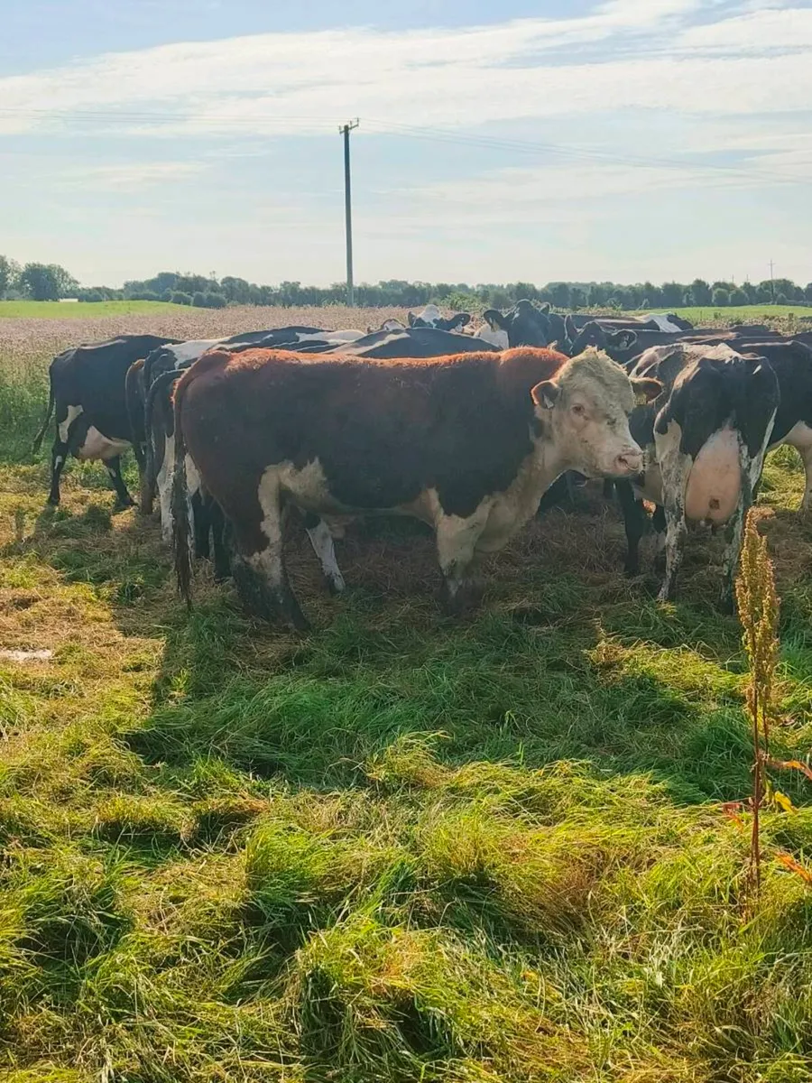 Hereford bull - Image 1
