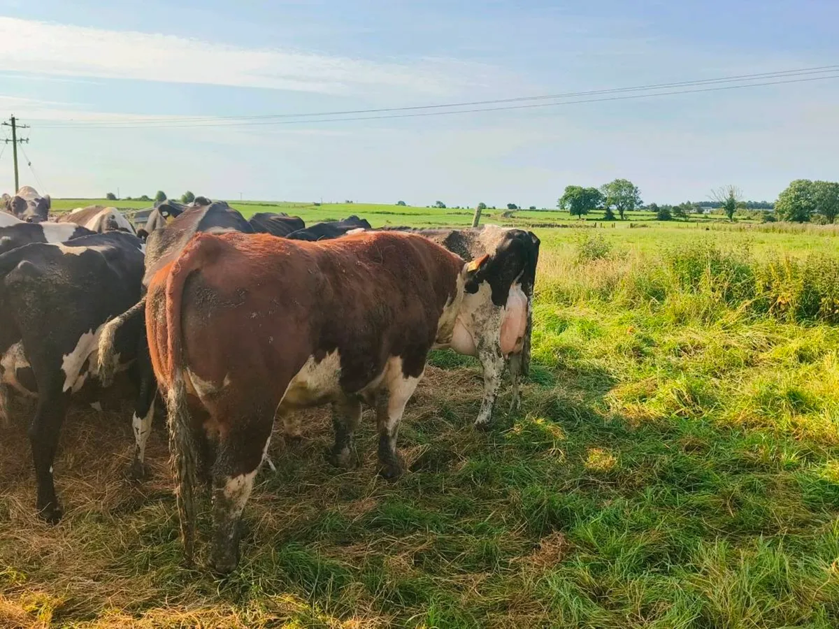 Hereford bull - Image 2