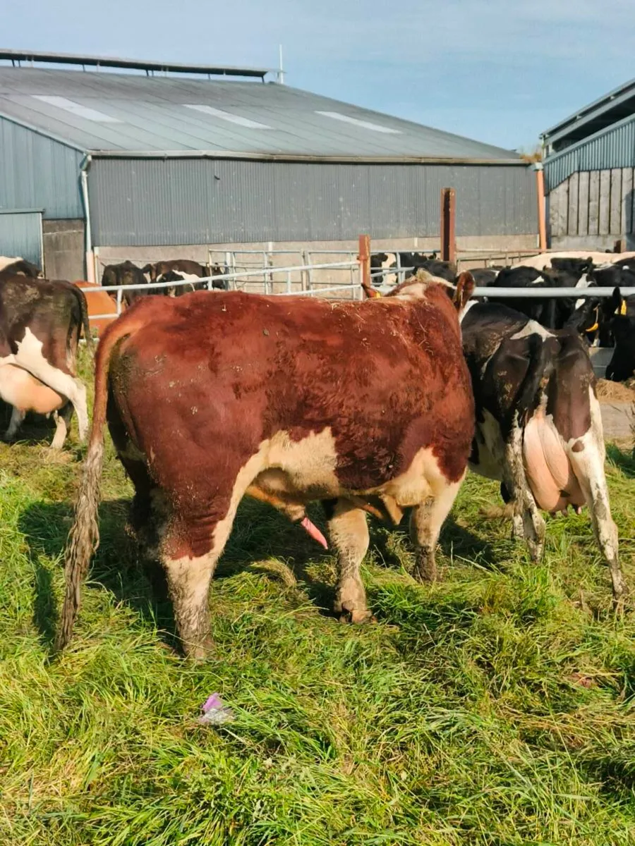 Hereford bull - Image 4