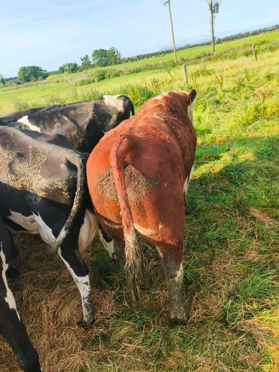 Hereford bull - Image 3