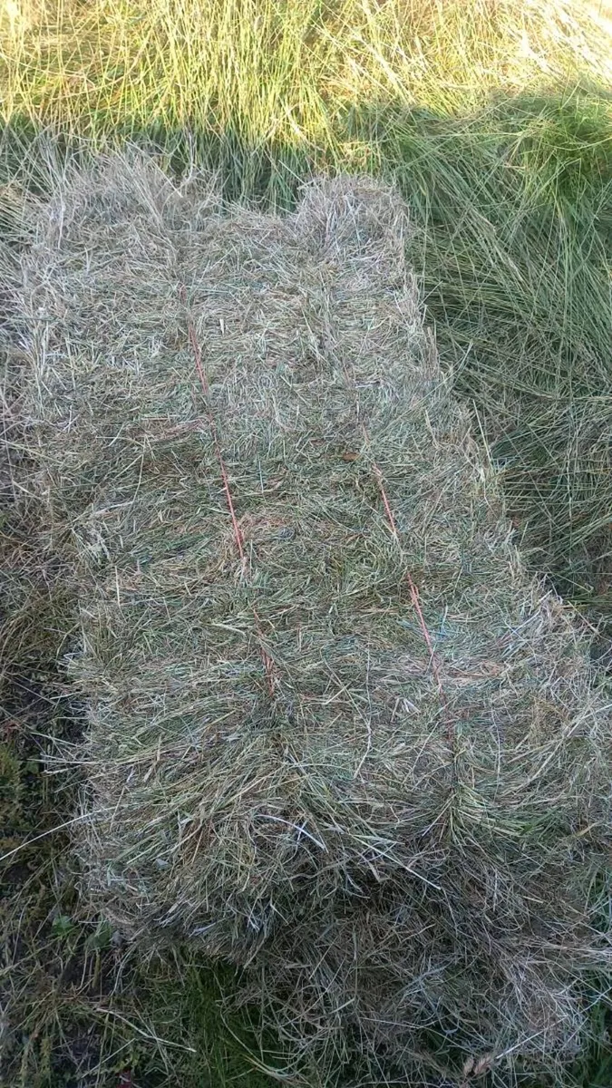 Quality Square and Round Bales of Hay - Image 2
