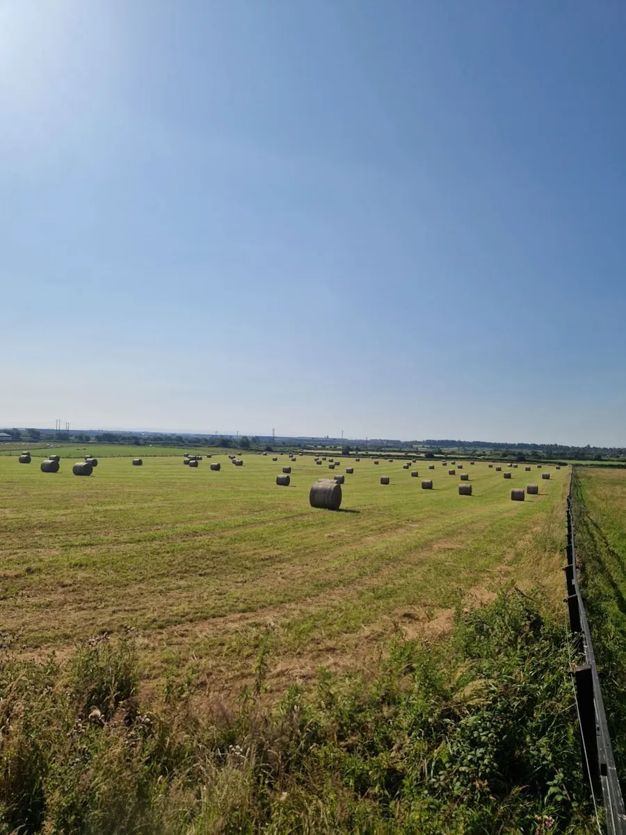 Hay for Sale