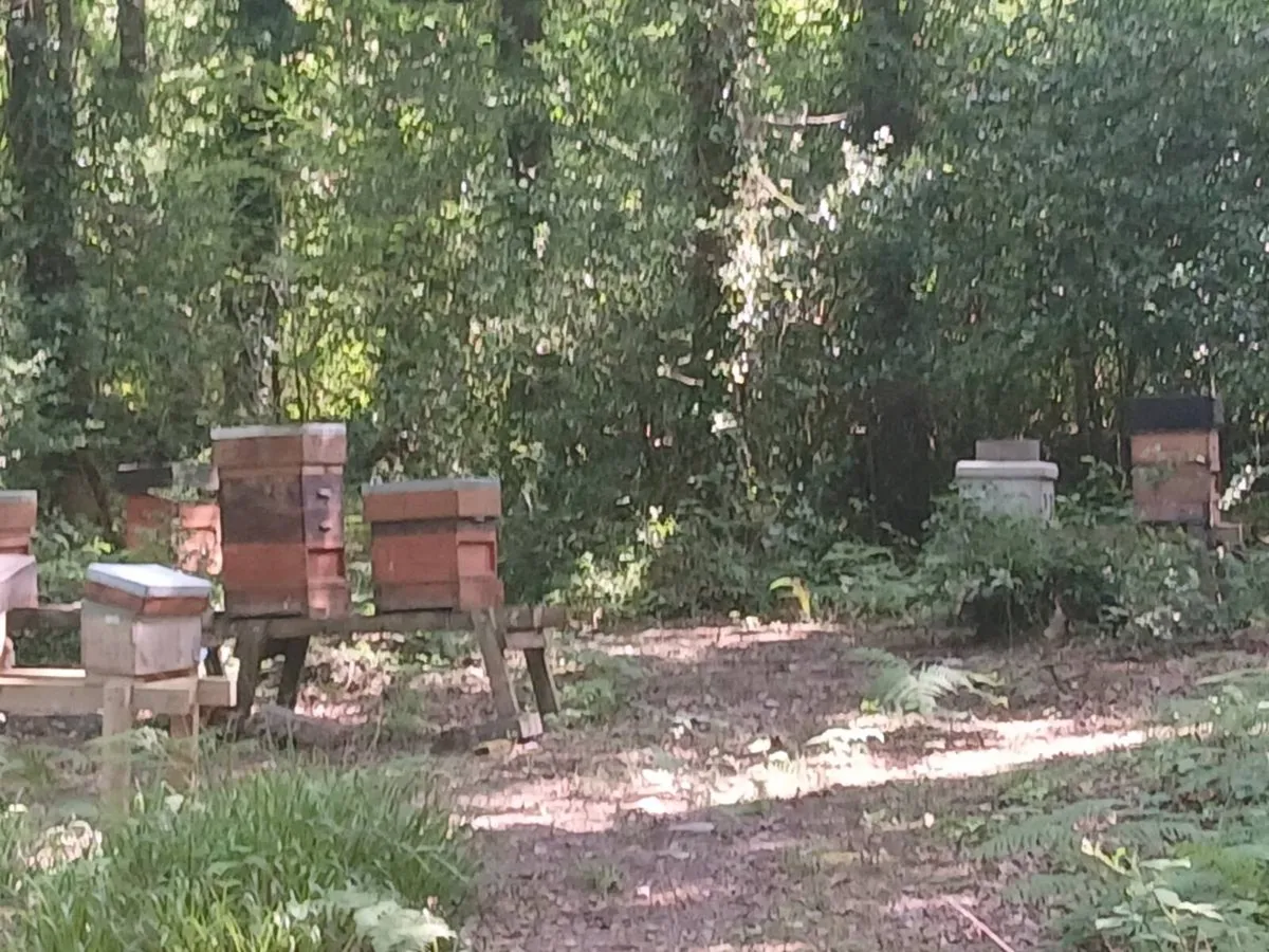 Honey Bees - bee hives - Image 1