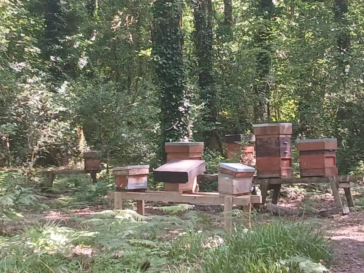 Honey Bees - bee hives - Image 2