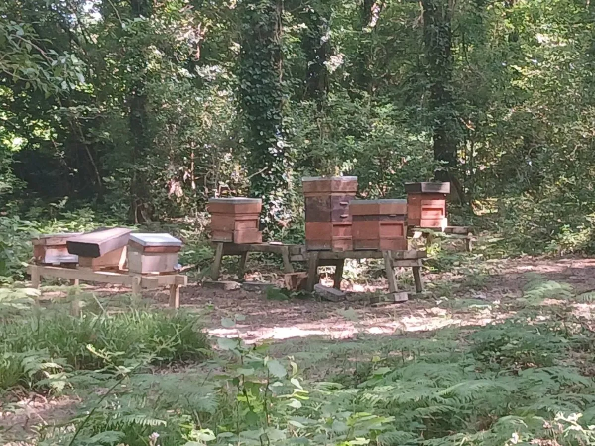 Honey Bees - bee hives - Image 4