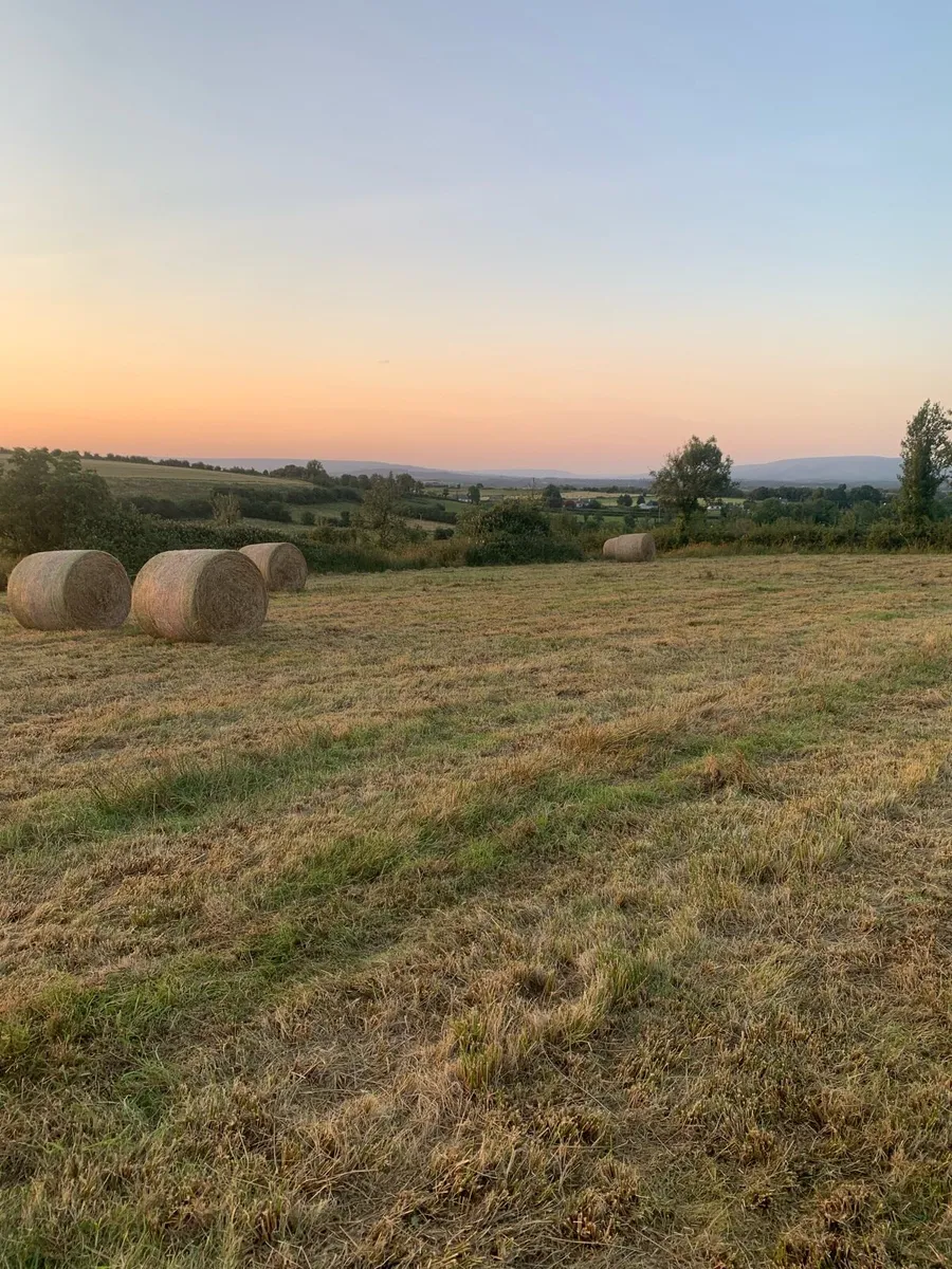 round bales of Hay/bedding - Image 3