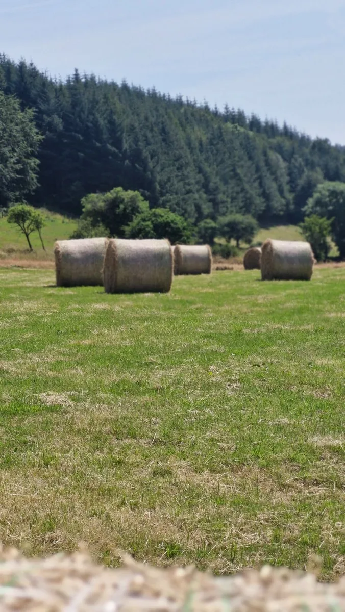 Hay for sale - Image 2