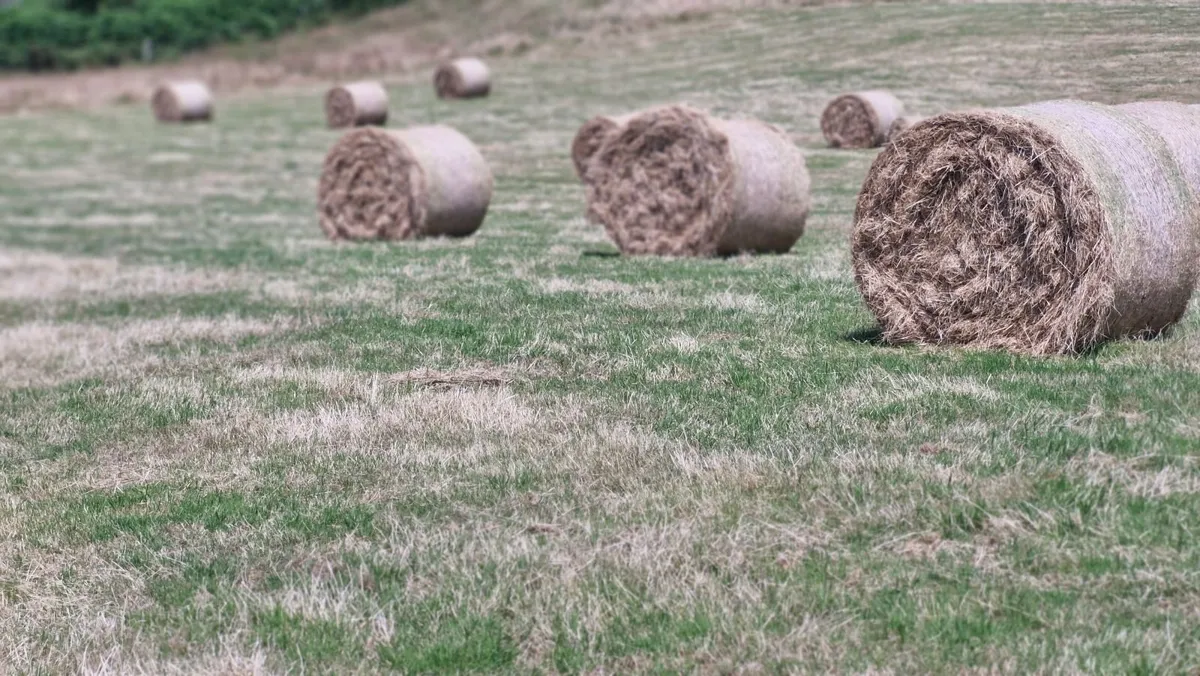 Hay for sale - Image 3