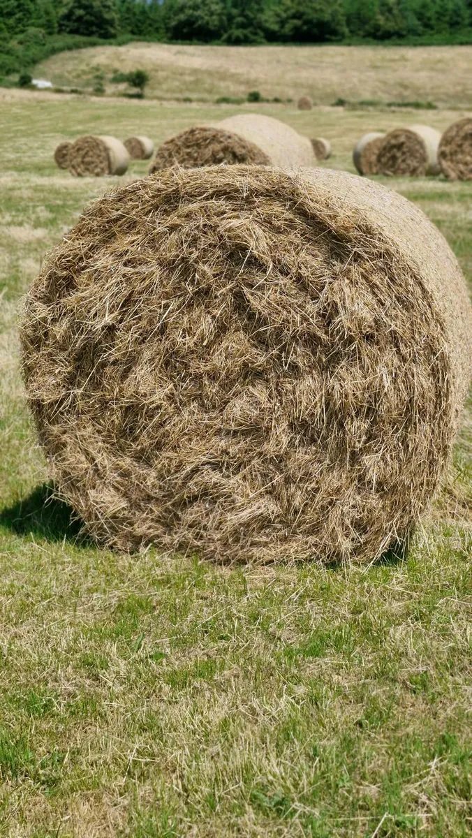 Hay for sale - Image 1