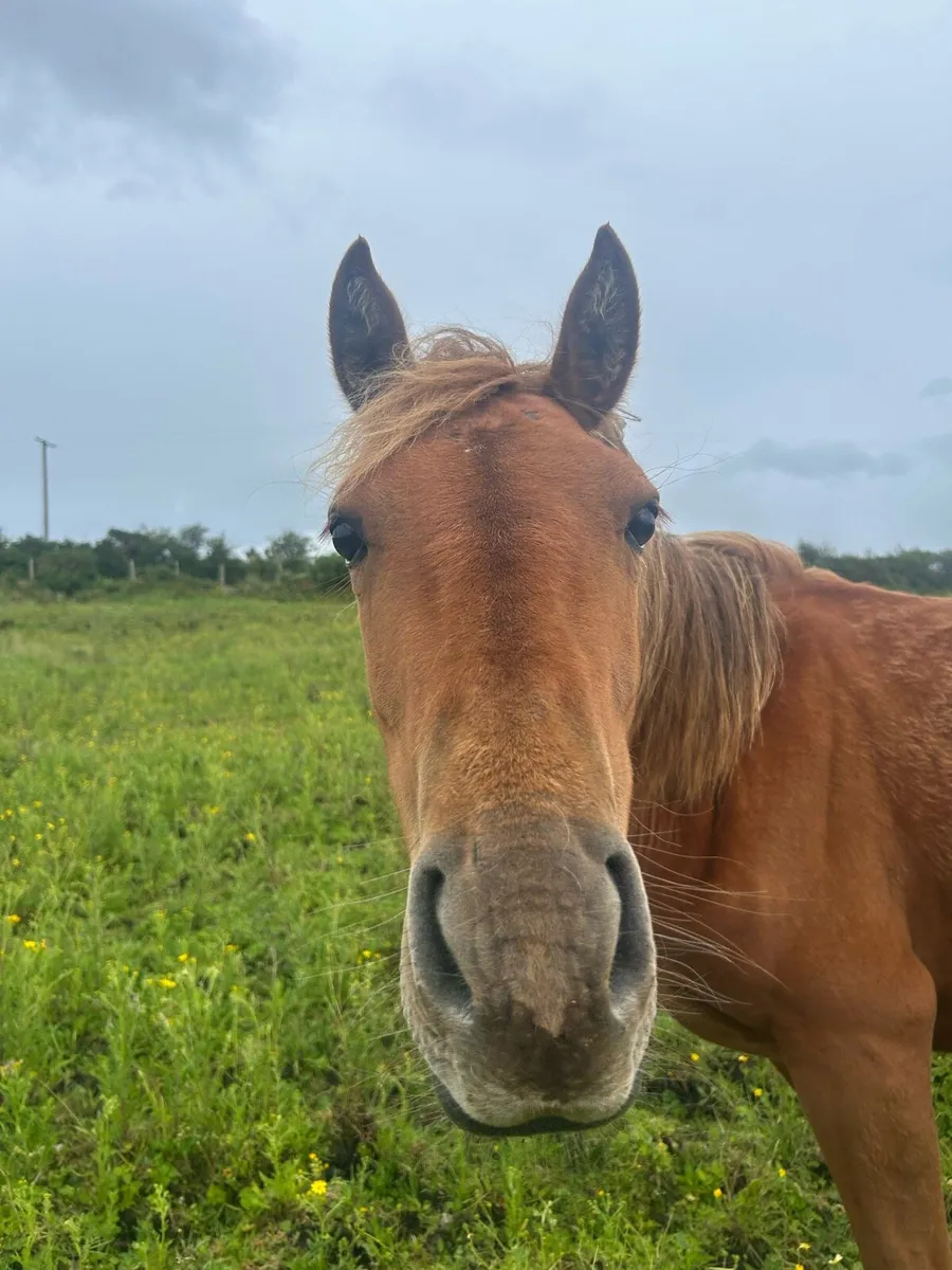 Yearling Filly - Image 1