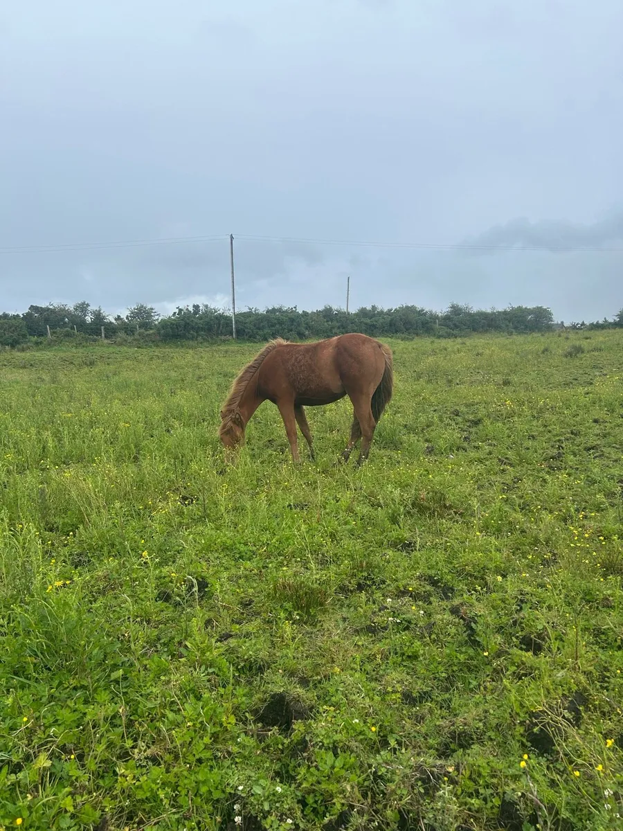 Yearling Filly - Image 2