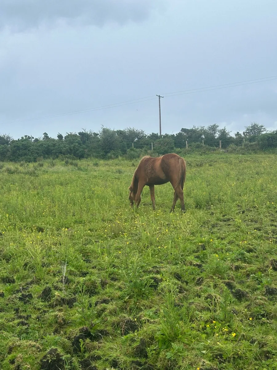 Yearling Filly - Image 3