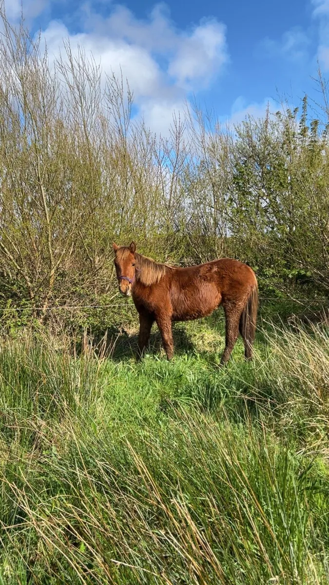 Yearling Filly - Image 4