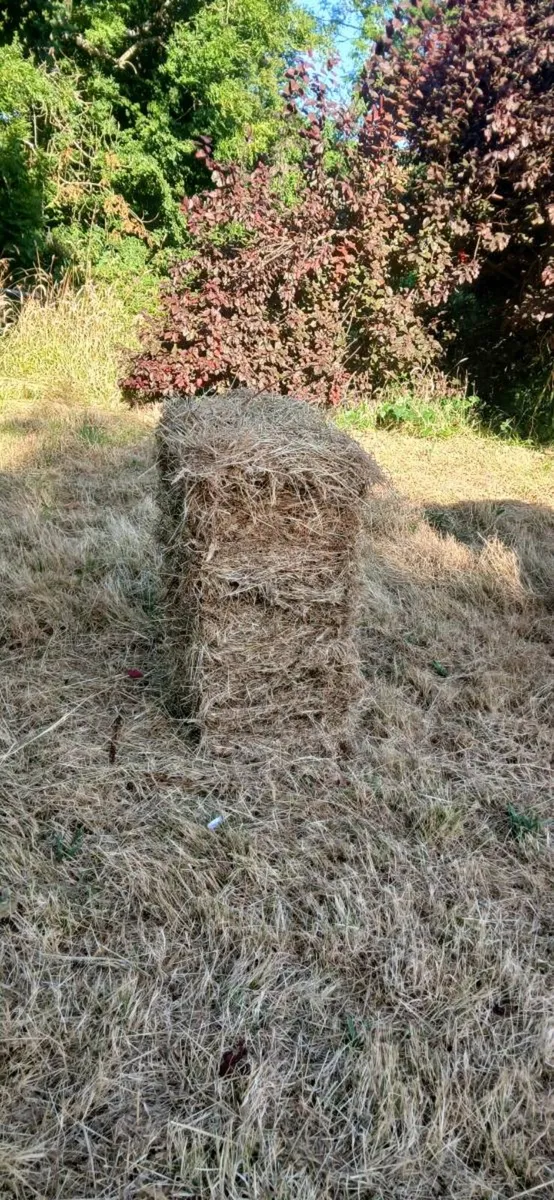 Hay. Small square bales - Image 1