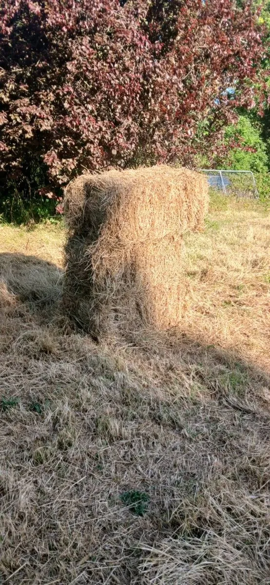 Hay. Small square bales - Image 2