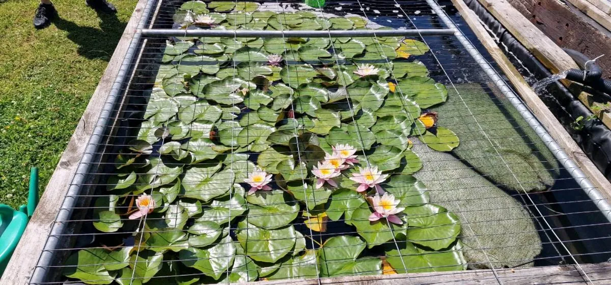 Lillies - Image 1