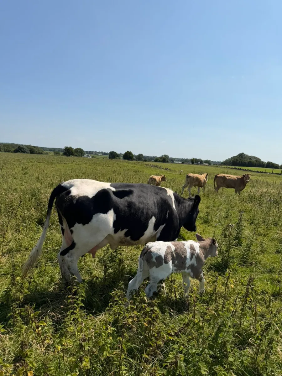 Limousin cow and heifer calf - Image 2