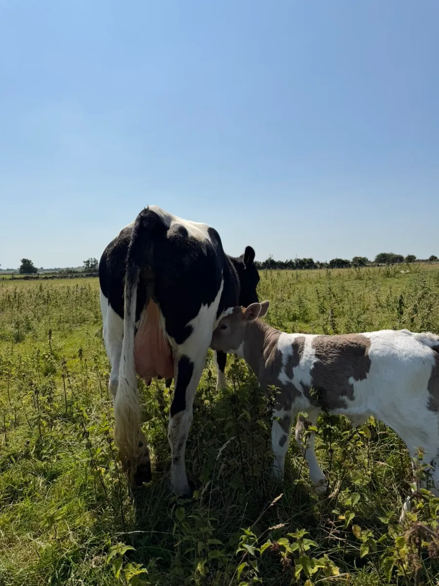 Limousin cow and heifer calf - Image 1