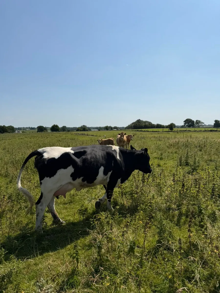 Limousin cow and heifer calf - Image 3