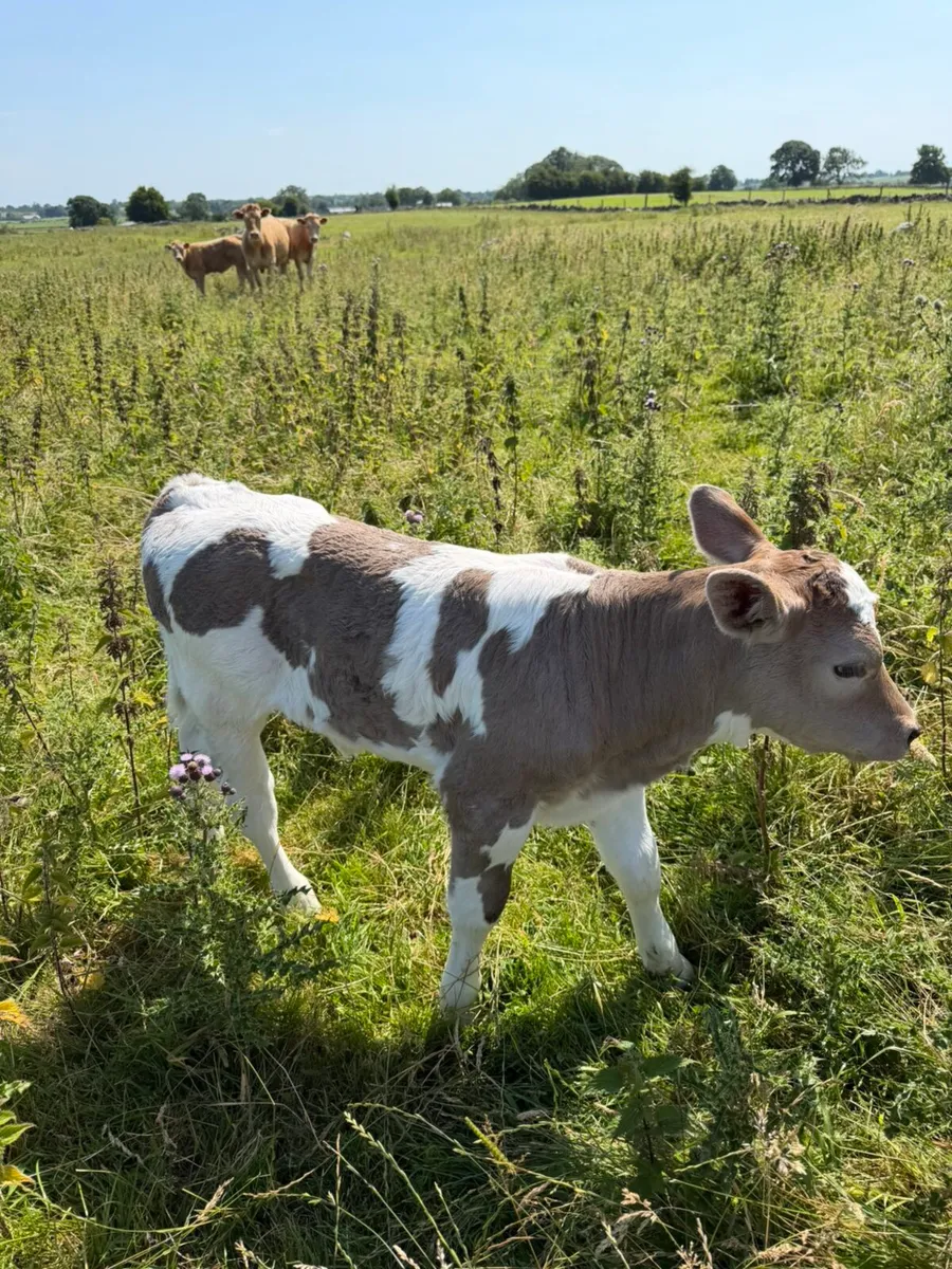 Limousin cow and heifer calf - Image 4
