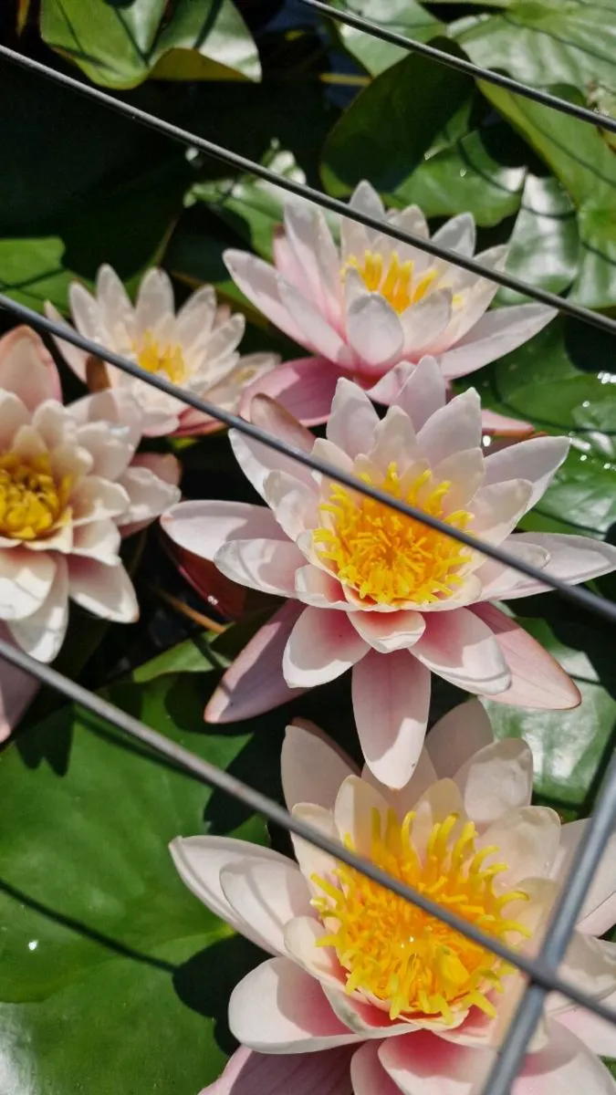 Lillies - Image 2