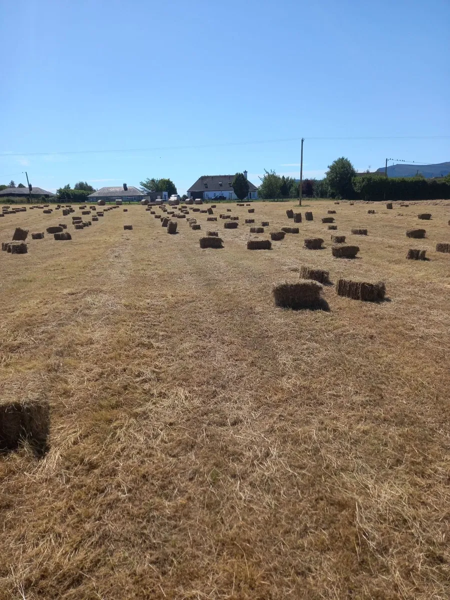 Hay - Image 1
