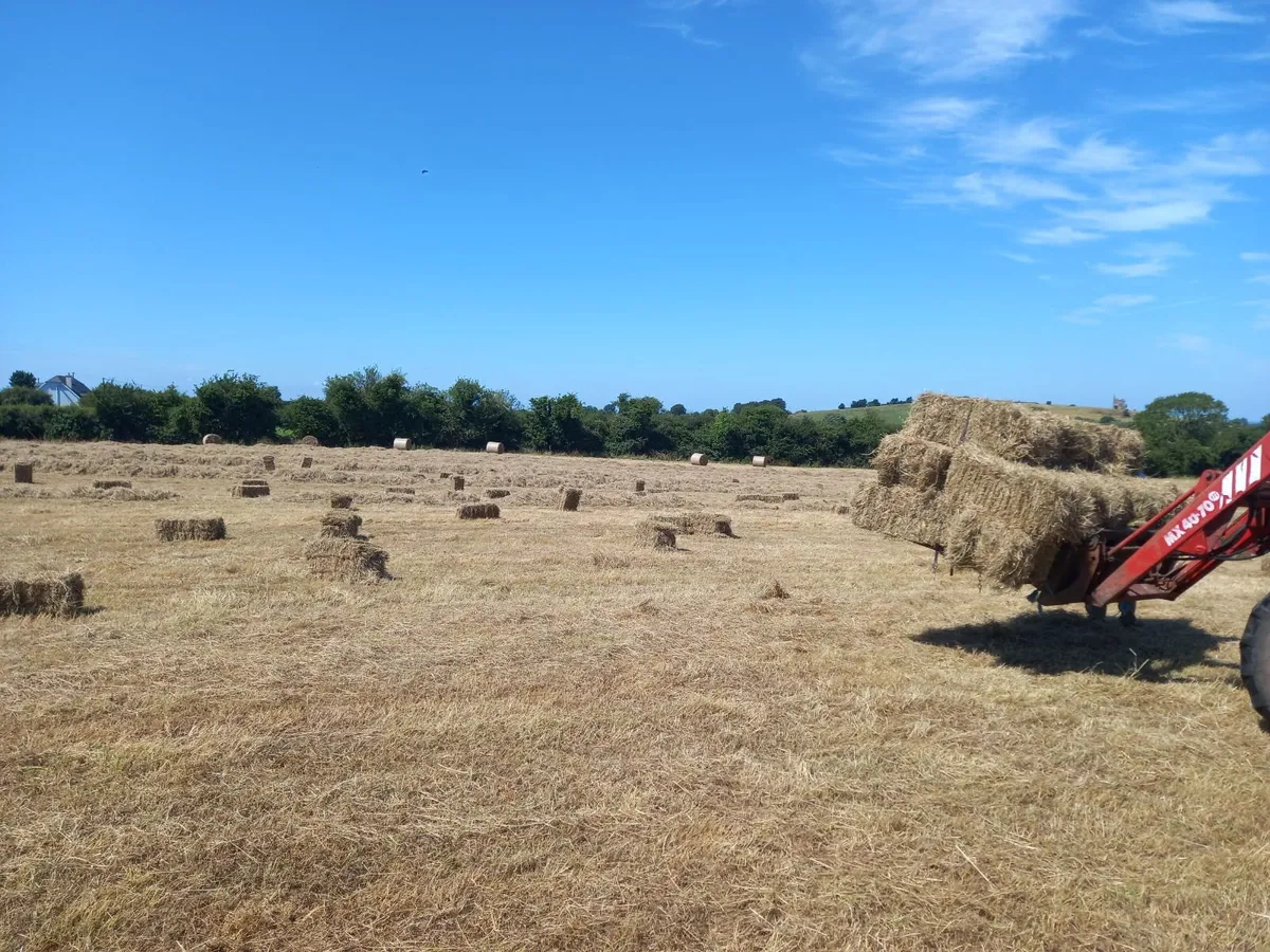 Hay - Image 2