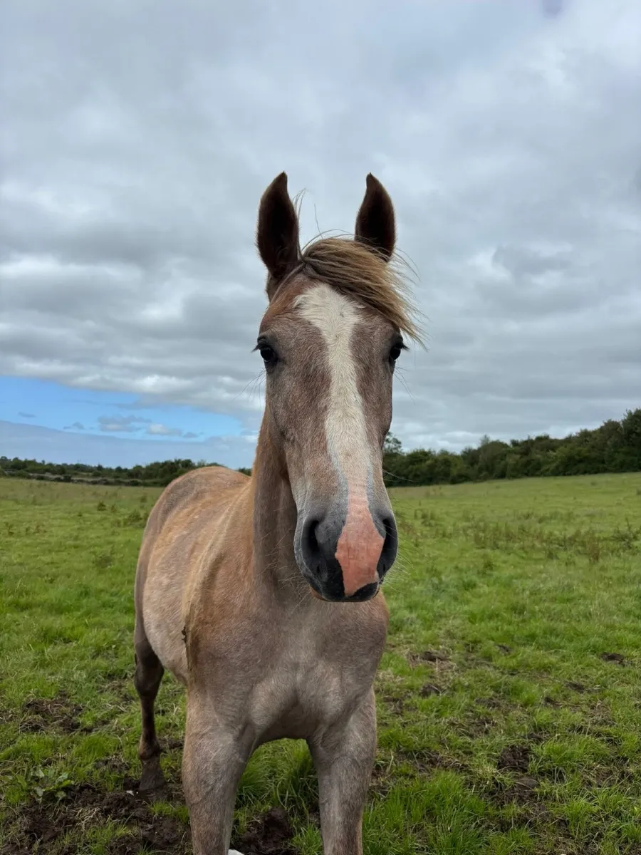 Yearling Gelding - Image 2