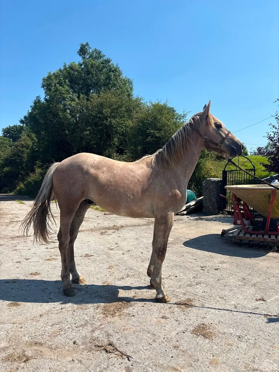 Yearling Gelding - Image 3