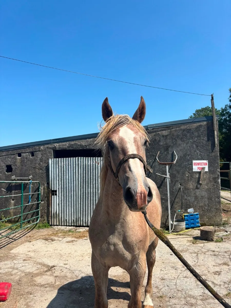Yearling Gelding - Image 4