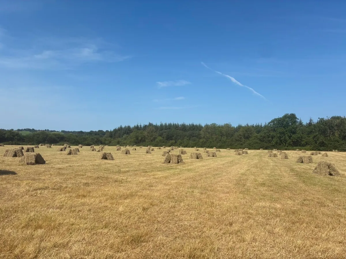Square bales hay - Image 1