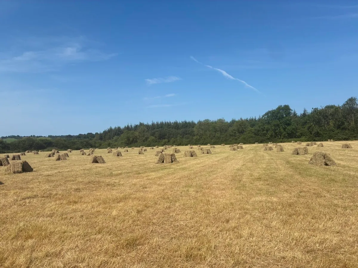 Square bales hay - Image 2