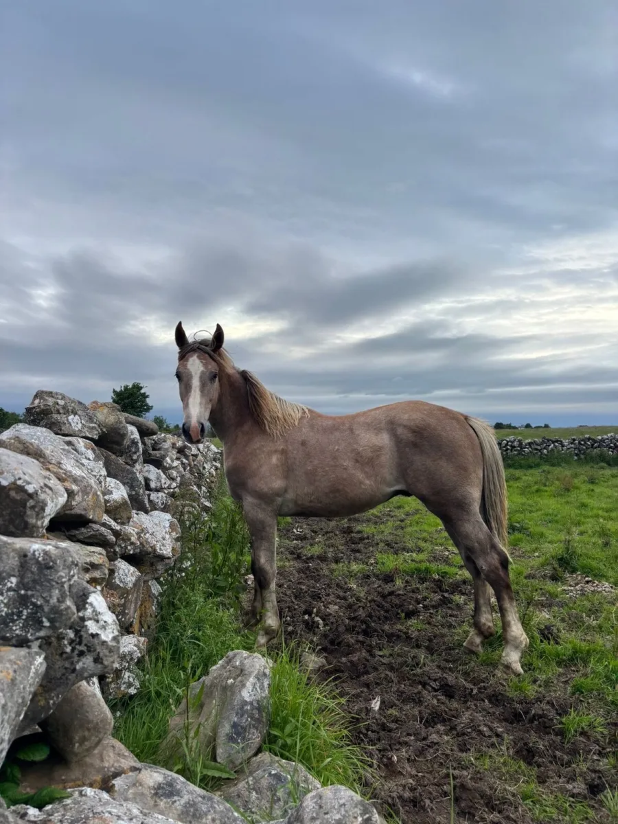 Yearling Gelding - Image 1