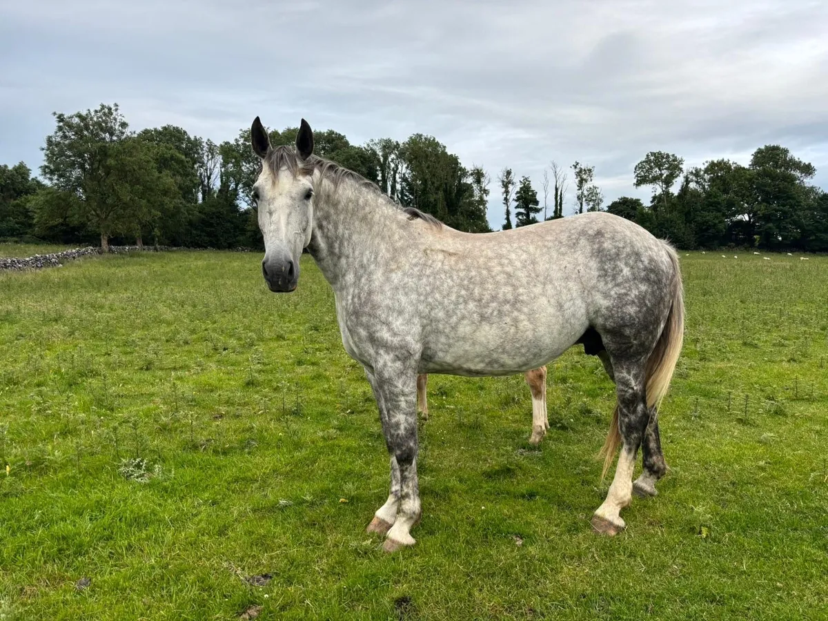 RID Mare - Image 1