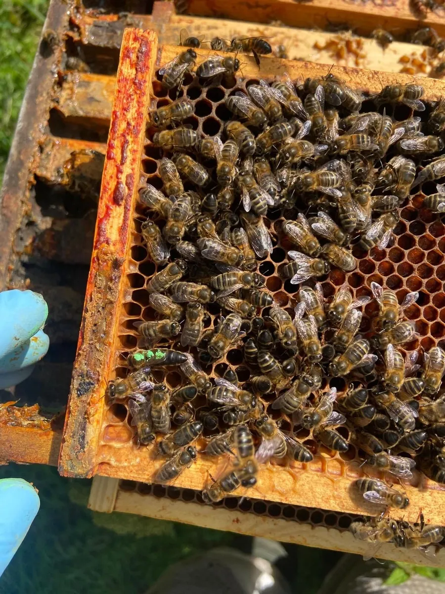 Nucleus of honeybees - Image 2