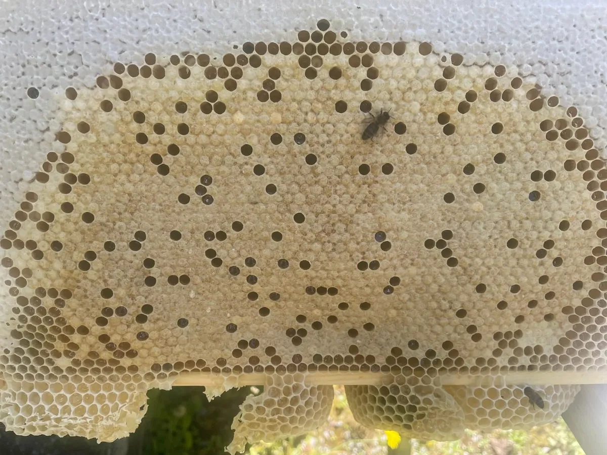 Nucleus of honeybees - Image 3
