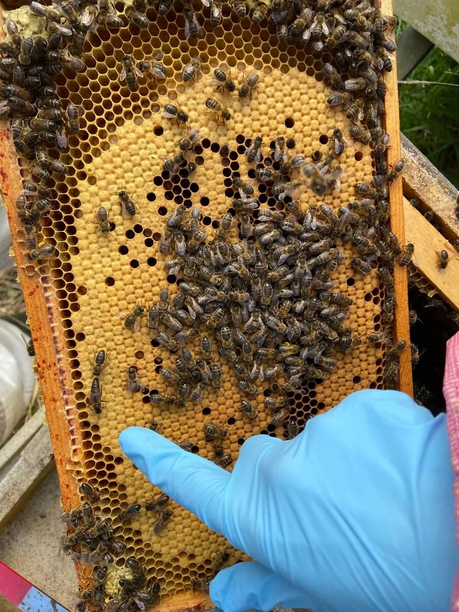 Nucleus of honeybees - Image 4