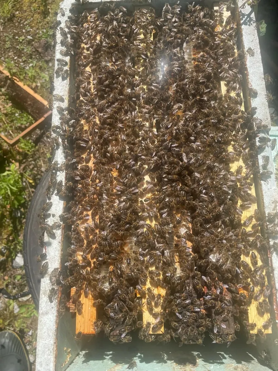 Nucleus of honeybees - Image 1