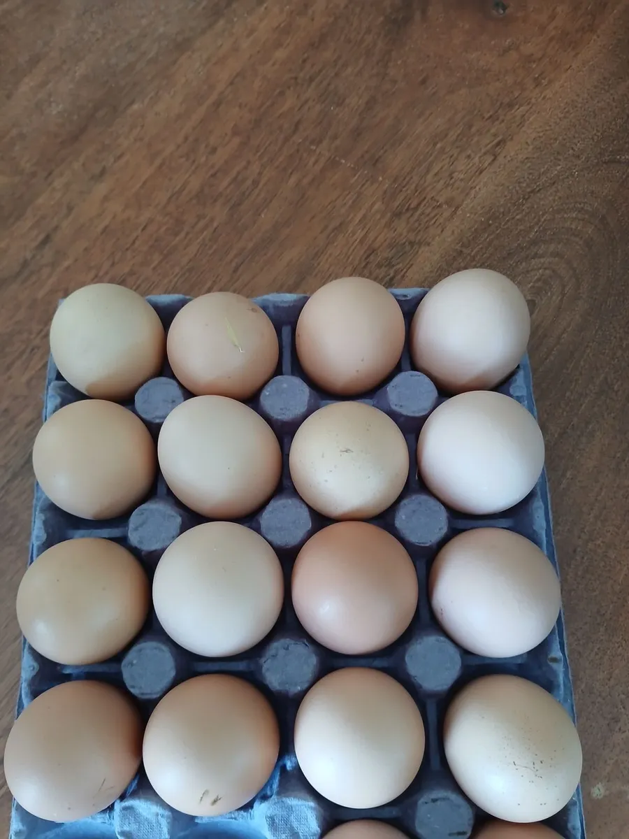 Hatching Eggs