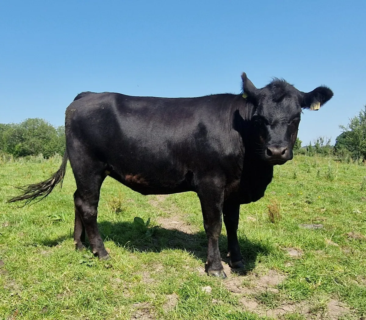 Canadian Angus Heifers For Sale - Image 2