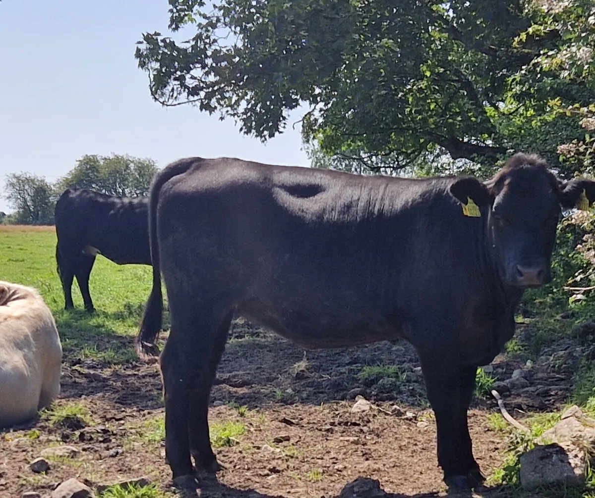 Canadian Angus Heifers For Sale - Image 3
