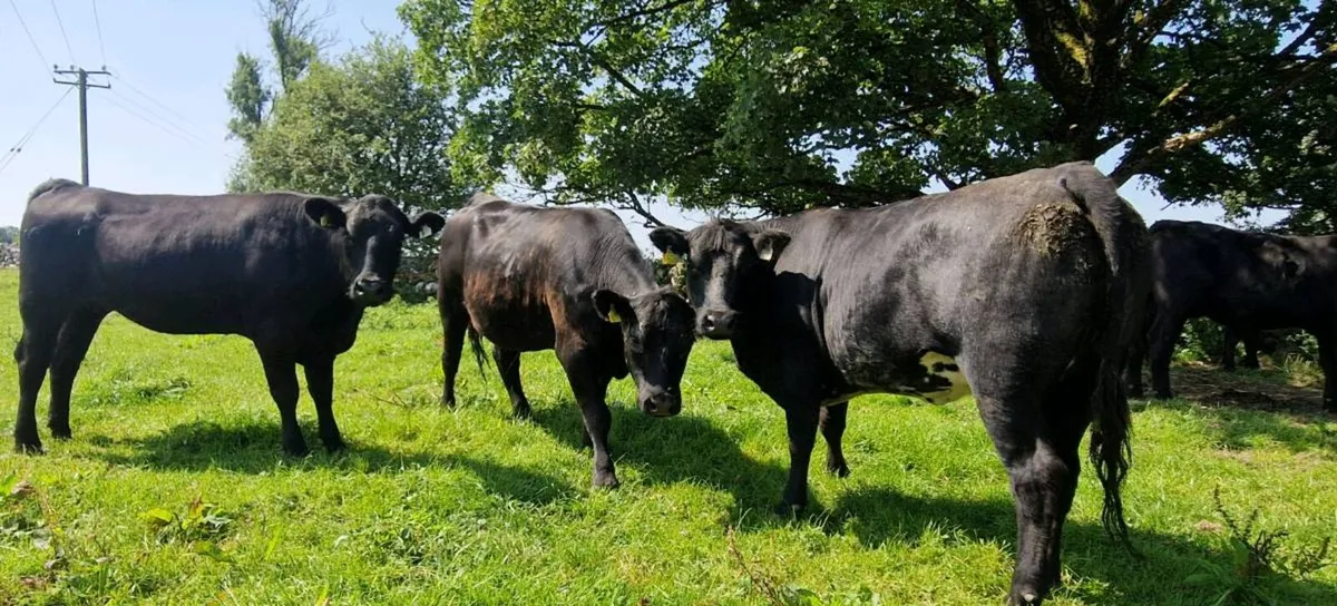Canadian Angus Heifers For Sale - Image 1