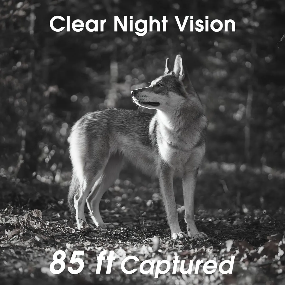 Wifi Trail Camera, 4K 64MP Memory Card - Image 4