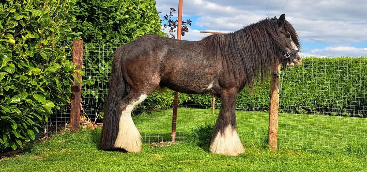 Heavy Cob - Image 2
