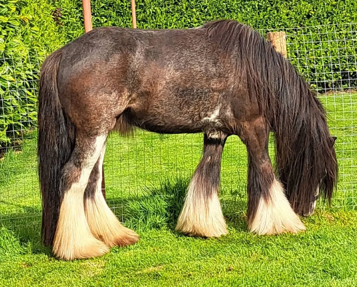 Heavy Cob - Image 1