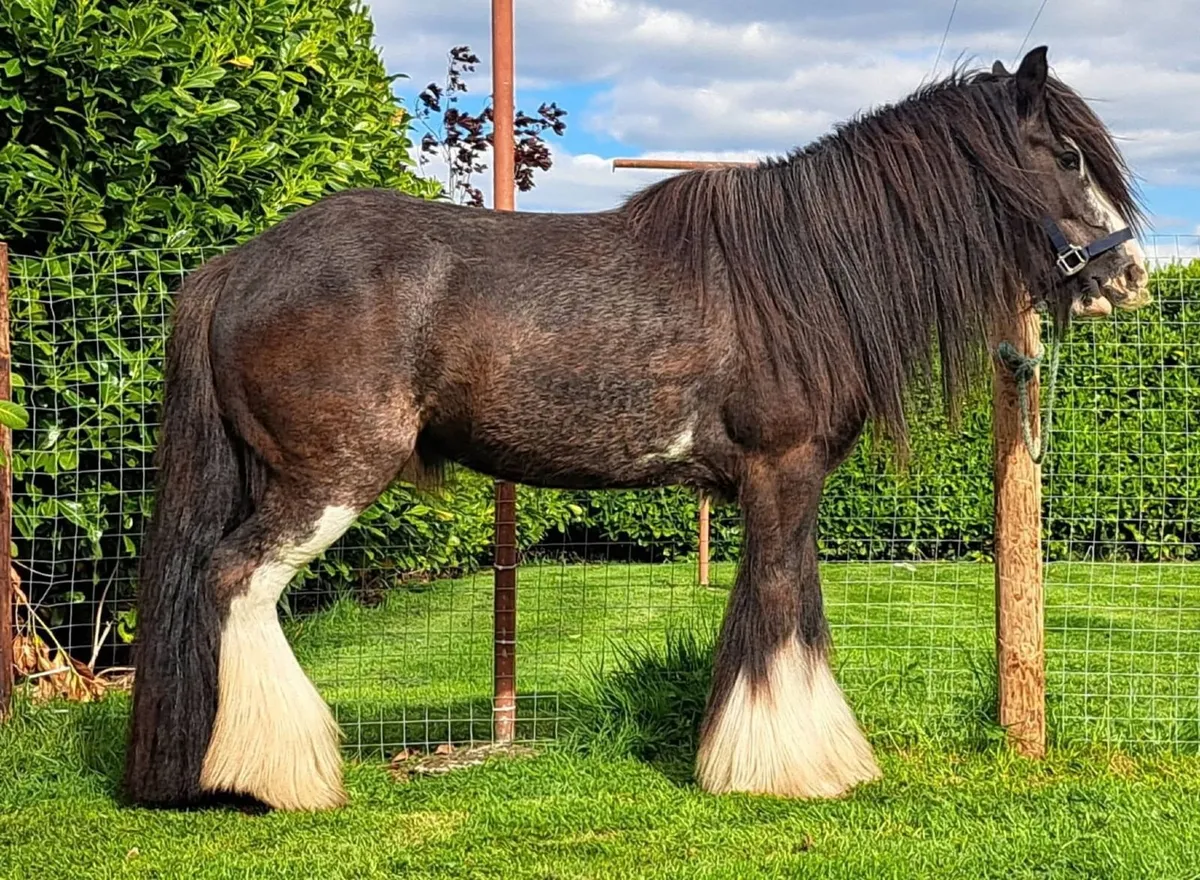 Heavy Cob - Image 4